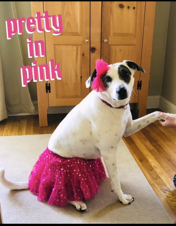 /Images/uploads/Miss Nutfield Scholarship Program/miss-nutfield-pet-photo-contest/entries/30812thumb.jpg